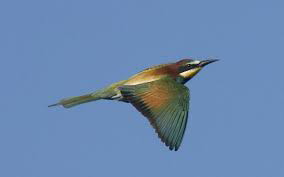 uccello migratore