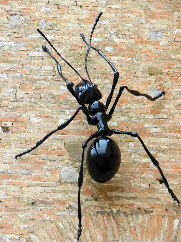 formica perugina
